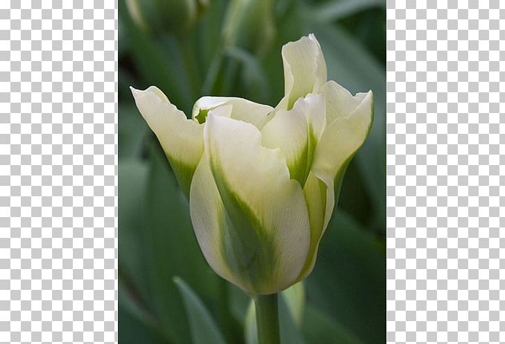 Tulip Petal Plant Stem PNG, Clipart, Bud, Flower, Flowering Plant, Lily Family, Peruvian Lily Free PNG Download