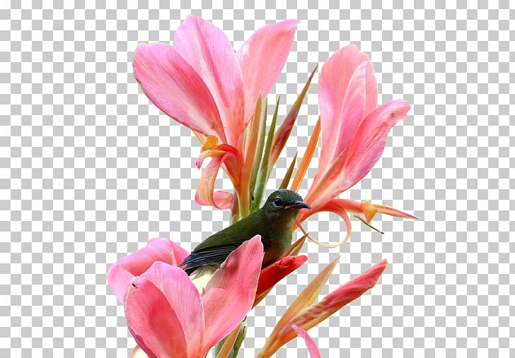 Canna Indica Flower Rhizome PNG, Clipart, Beautiful, Beautiful Flowers, Big, Big Flower, Blossom Free PNG Download