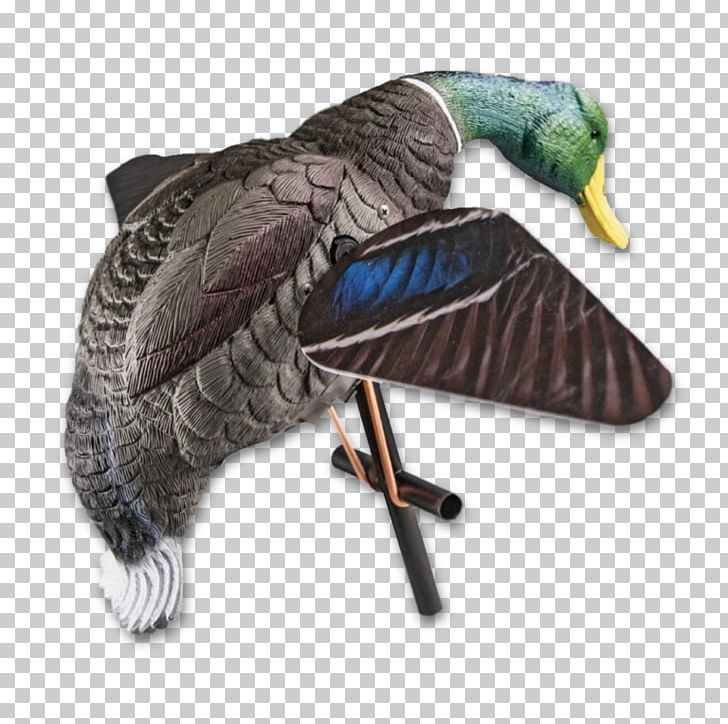 Duck Hunt Mallard Decoy Hunting PNG, Clipart, Animals, Beak, Bird, Canada Goose, Daisy Duck Free PNG Download