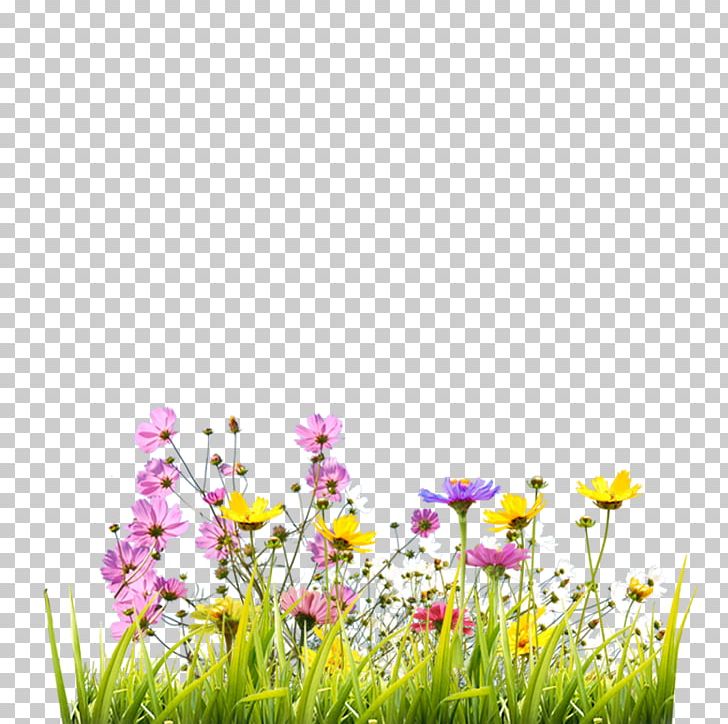 Gerbera Jamesonii Flower Computer File PNG, Clipart, Adobe Illustrator, Chrysanthemum, Computer Wallpaper, Coral Pink Gerbera, Download Free PNG Download