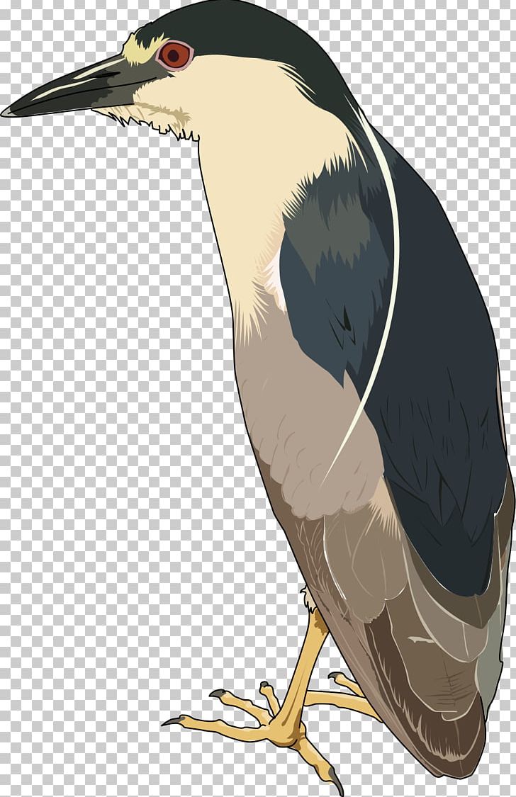 Green Heron Black-crowned Night Heron PNG, Clipart, Animals, Beak, Bird, Blackcrowned Night Heron, Computer Free PNG Download