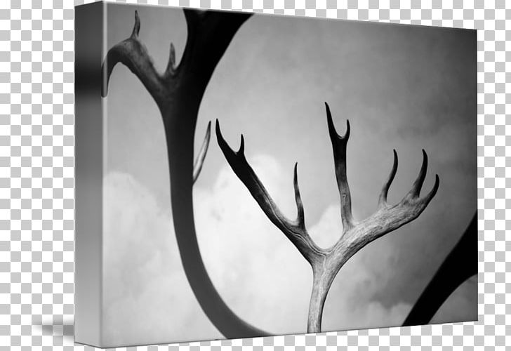 Monochrome Photography Still Life Photography PNG, Clipart, Antler, Antler Kitchen Bar, Art, Black And White, Closeup Free PNG Download