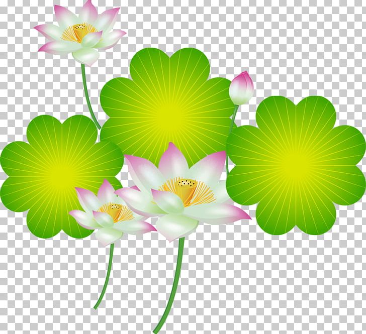 Nelumbo Nucifera PNG, Clipart, Annual Plant, Aquatic Plant, Cartoon, Children, Computer Free PNG Download