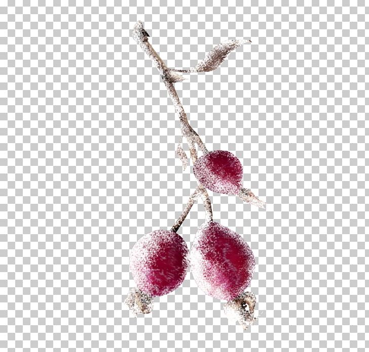 Auglis Branch Berry PNG, Clipart, Auglis, Berry, Branch, Food, Fruit Free PNG Download