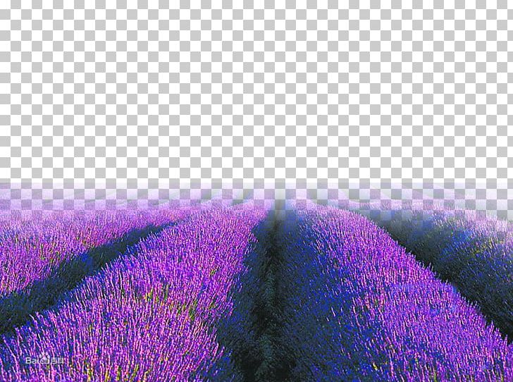 English Lavender Purple Sky PNG, Clipart, Art, Computer, Computer Wallpaper, English Lavender, Field Free PNG Download