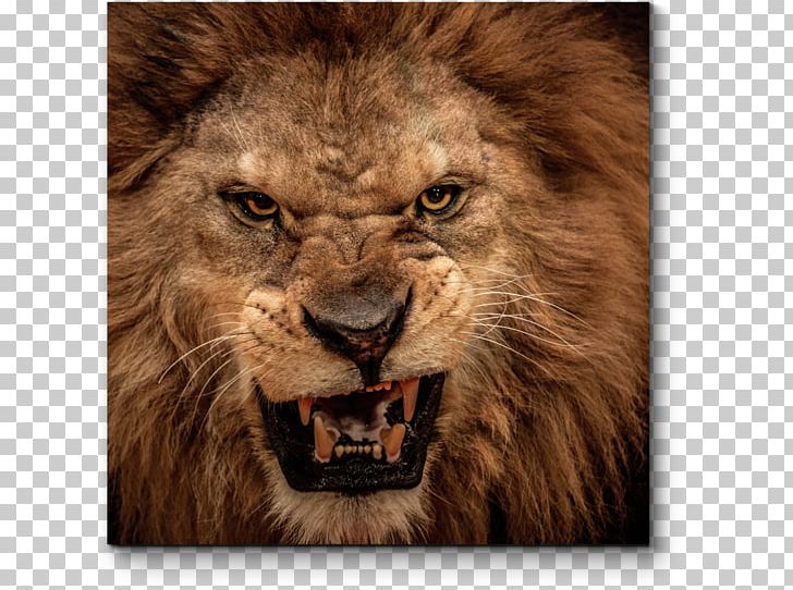 Lion's Roar Lion's Roar Cat Photography PNG, Clipart,  Free PNG Download