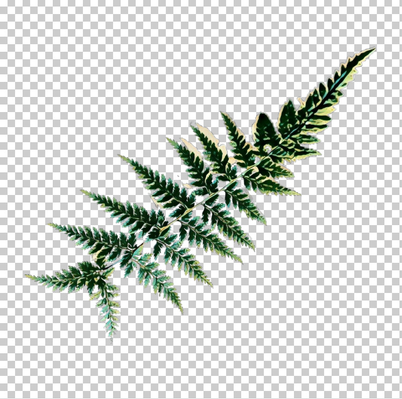 Pop Art Retro Vintage PNG, Clipart, American Larch, Colorado Spruce, Fern, Ferns And Horsetails, Fir Free PNG Download