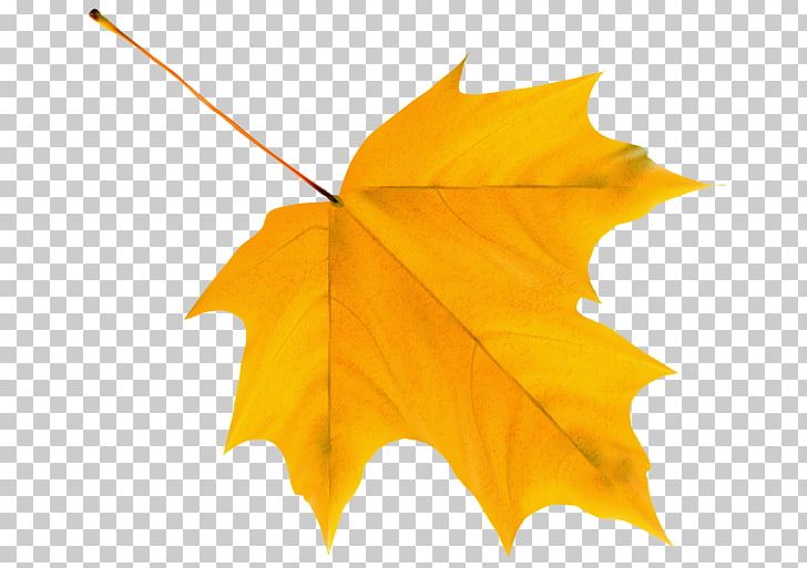 Autumn Leaf Color PNG, Clipart, Autumn, Autumn Leaf Color, Color, Green, Leaf Free PNG Download