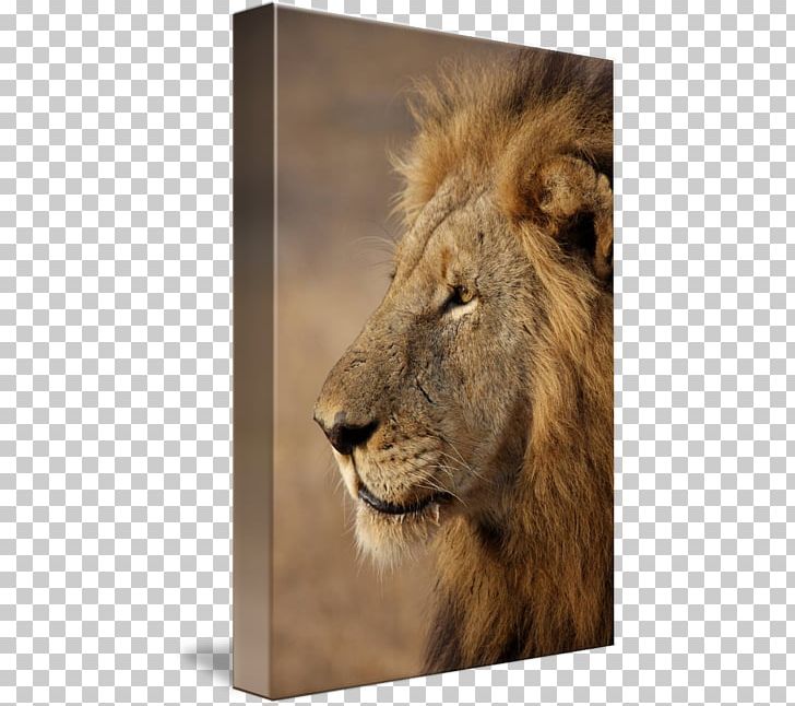 East African Lion Cat Portrait Photography Wildlife Photography PNG, Clipart, Animal, Big Cats, Carnivoran, Carnivore, Cat Free PNG Download