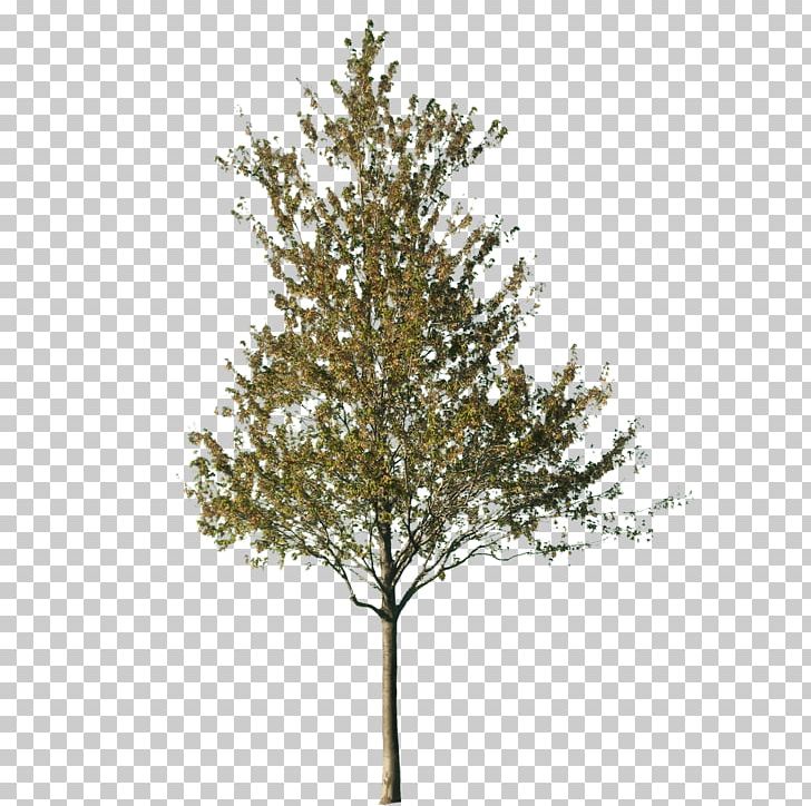 Tree Silver Birch Conifers PNG, Clipart, 2d Computer Graphics, Birch, Branch, Conifer, Conifers Free PNG Download