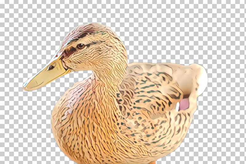 Duck Bird Water Bird Ducks, Geese And Swans Mallard PNG, Clipart, American Black Duck, Beak, Bird, Duck, Ducks Geese And Swans Free PNG Download