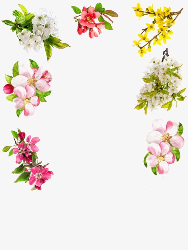 Flowers Plant Material PNG, Clipart, Apricot, Bloom, Blossom, Blossoms, Bud Free PNG Download