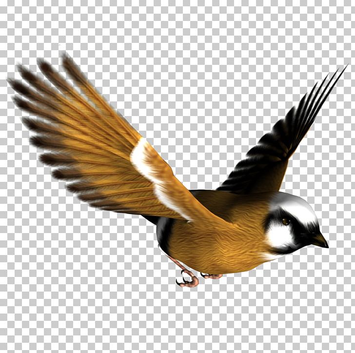 Free Content PNG, Clipart, Beak, Bird, Desktop Wallpaper, Download, Fauna Free PNG Download