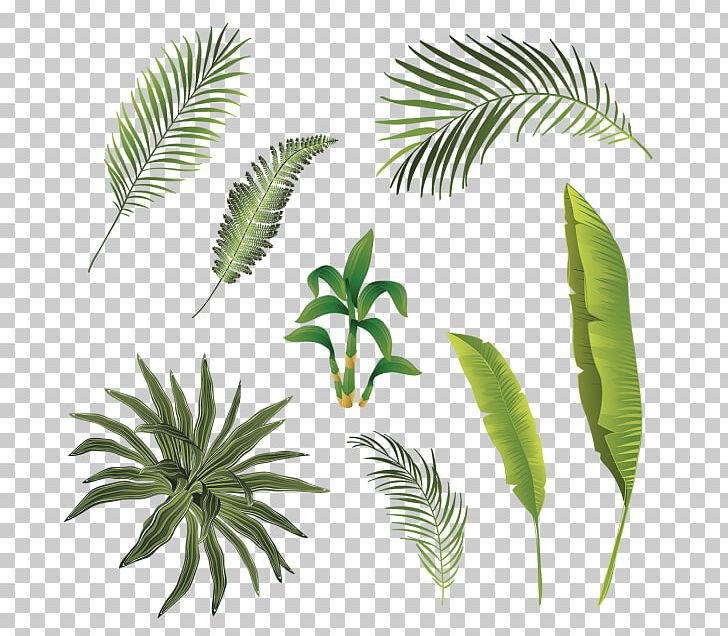Leaf Plant Stem Tropics PNG, Clipart, Arecales, Branch, Download, Flower, Leaf Free PNG Download