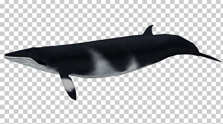 Tucuxi White-beaked Dolphin Zoo Tycoon 2 Cetacea Beaked Whale PNG, Clipart, Baleen Whale, Beak, Beaked Whale, Cetacea, Dolphin Free PNG Download