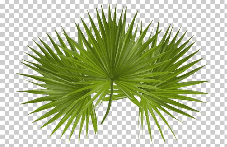 Asian Palmyra Palm Arecaceae Palm Sunday Desktop PNG, Clipart, Arecaceae, Arecales, Asian Palmyra Palm, Borassus Flabellifer, Clip Art Free PNG Download