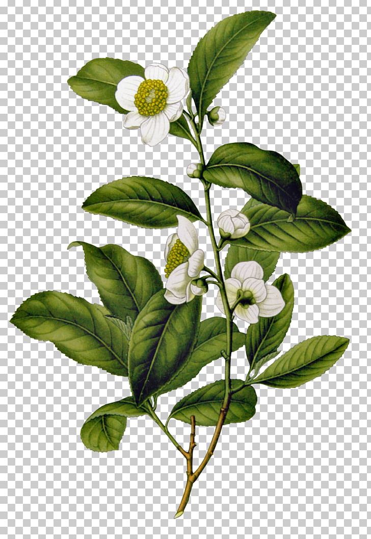Assam Tea Camellia Sinensis Flowering Tea Chinese Tea PNG, Clipart, Assam Tea, Black Tea, Branch, Camellia, Camellia Sinensis Free PNG Download