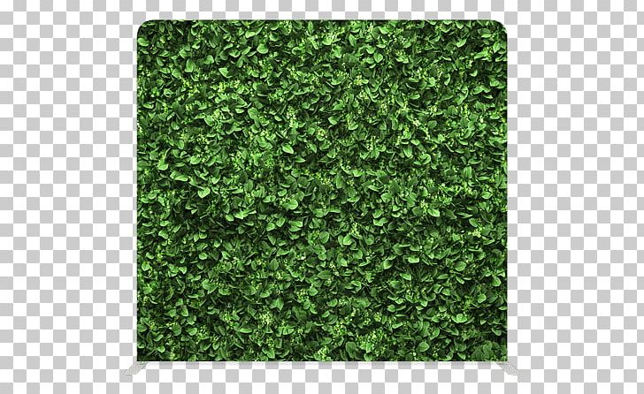 Artificial Turf Mat Green Wall Hedge PNG, Clipart, Artificial Turf, Blade, Carpet, Evergreen, Fence Free PNG Download