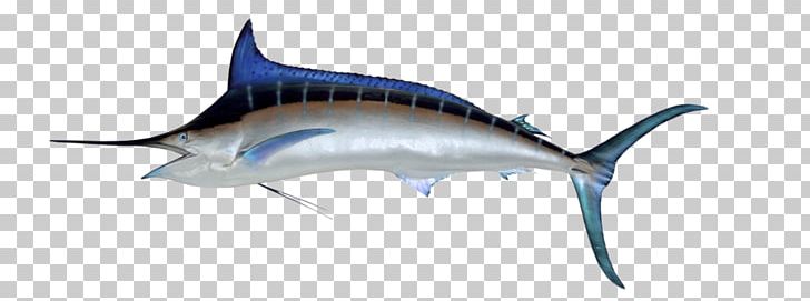 Atlantic Blue Marlin Black Marlin Marlin Fishing Sailfish White Marlin PNG, Clipart, Animal Figure, Atlantic Blue Marlin, Billfish, Black Marlin, Bony Fish Free PNG Download