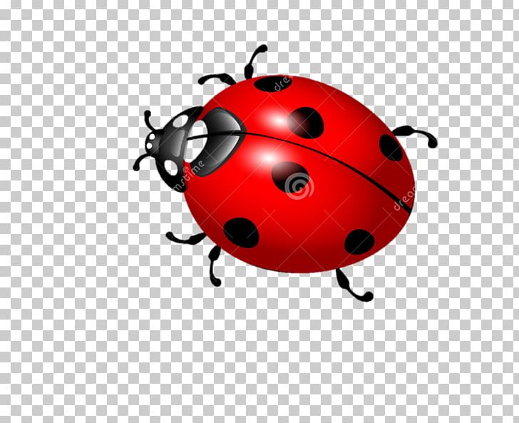 Ladybird Beetle Graphics Der Marienkäfer Illustration Photography PNG, Clipart, Art, Arthropod, Beetle, Computer Wallpaper, Graphic Design Free PNG Download