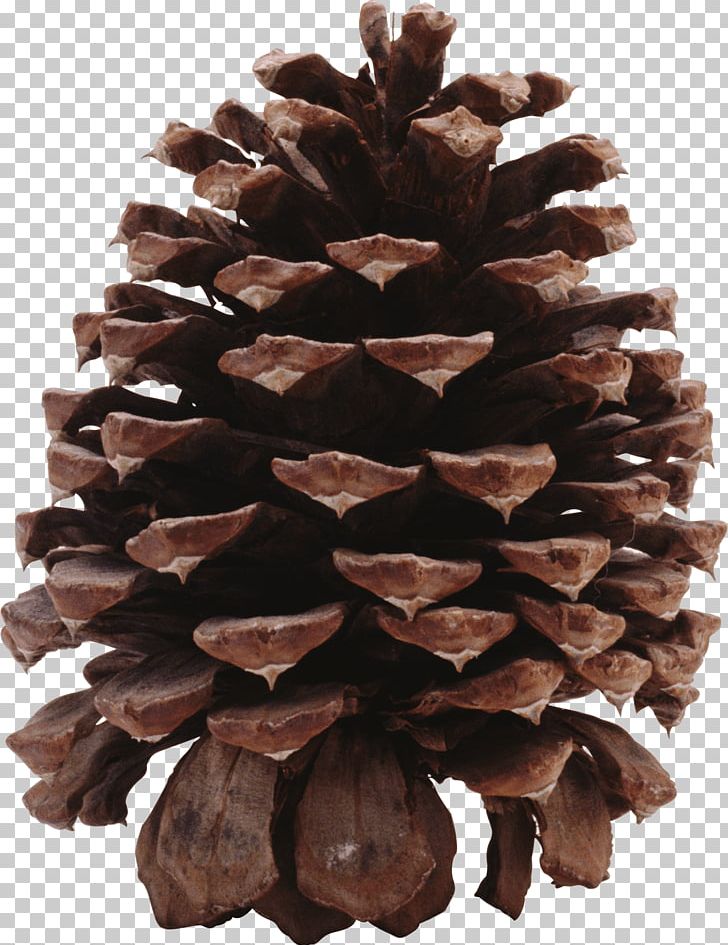 Dark Pine Cone PNG, Clipart, Nature, Pine Cones Free PNG Download