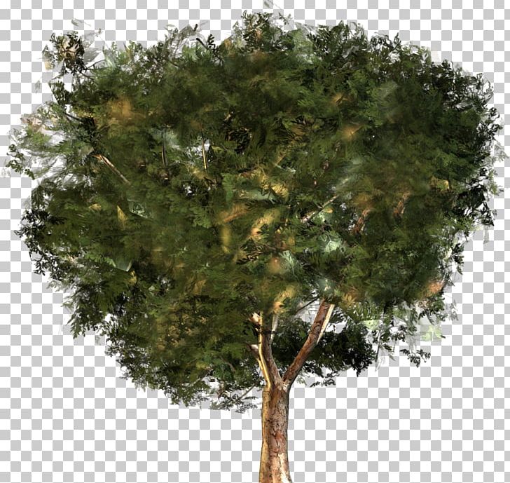Forest Tree Park Garden PNG, Clipart, Branch, Forest, Garden, Green Tree, Nature Free PNG Download