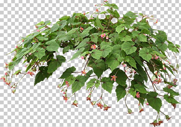 Plant Flower Tree PNG, Clipart, Architectural Rendering, Branch, Bushes, Clip Art, Flower Free PNG Download