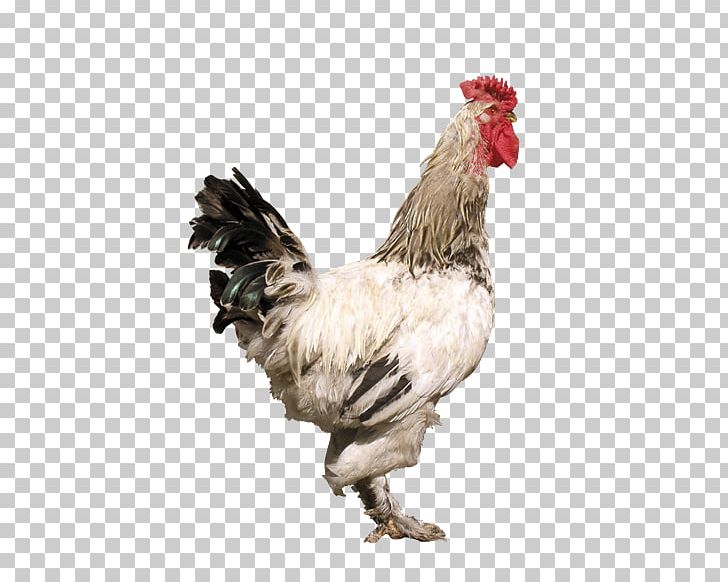 Rooster Denizli Chicken Hồ Chicken PNG, Clipart, Beak, Bird, Chicken, Denizli Chicken, Download Free PNG Download