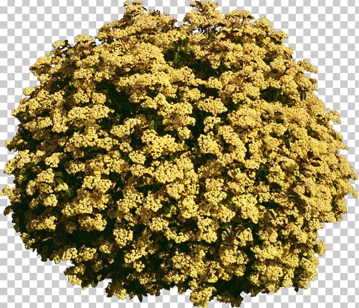 Tree Plant Yellow PNG, Clipart, Alyssum, Annual Plant, Bushes, Chrysanths, Color Free PNG Download