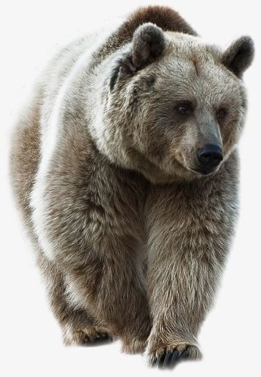 Bear PNG, Clipart, Animal, Animals In The Wild, Animal Wildlife, Bear, Bear Clipart Free PNG Download