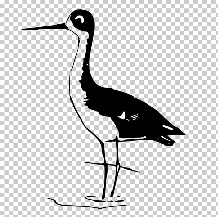 Bird Gulls Owl Stilt Wader PNG, Clipart, Animals, Avocet, Bird, Bird Cage, Bird Flight Free PNG Download