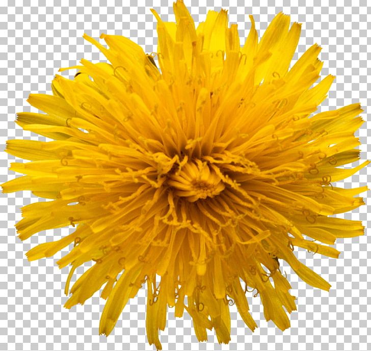 Common Sunflower Sunflower Seed Stock Photography PNG, Clipart, Chrysanths, Common Sunflower, Cut Flowers, Daisy Family, Dandelion Free PNG Download