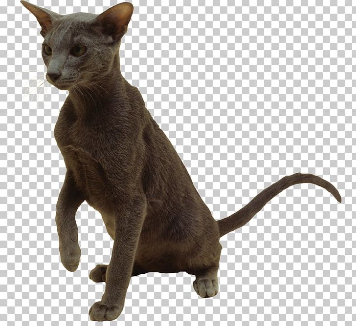 Domestic Short-haired Cat Havana Brown Burmese Cat Korat Whiskers PNG, Clipart, Animals, Asian, Breed, Burmese, Burmese Cat Free PNG Download