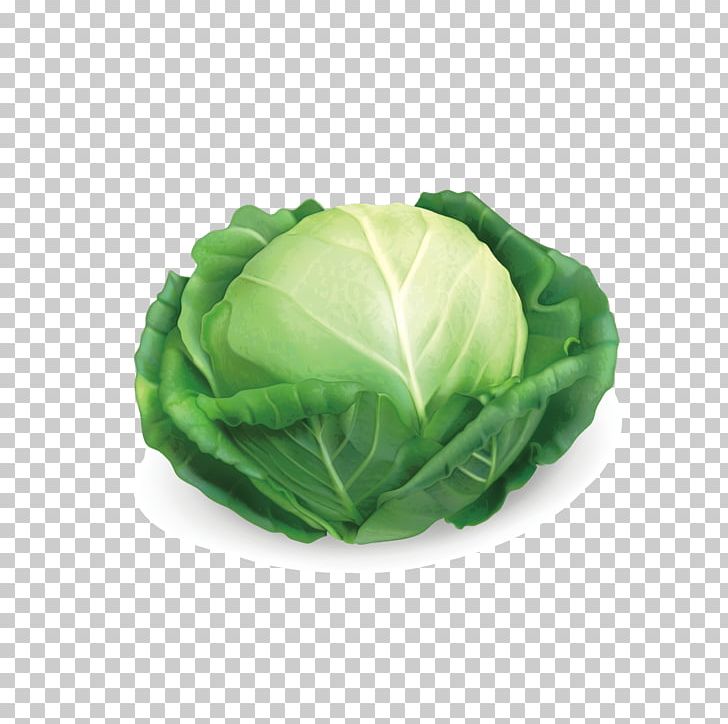 Red Cabbage Savoy Cabbage Chinese Cabbage PNG, Clipart, Brassica Oleracea, Cabbage, Cabbage Cartoon, Cabbage Leaves, Cabbage Pictures Free PNG Download