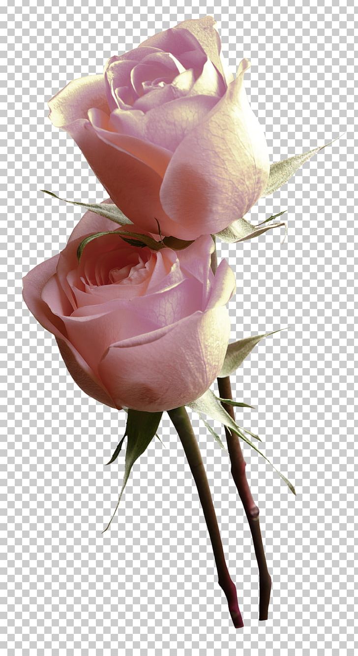 Garden Roses Pink Centifolia Roses Poster PNG, Clipart, Centifolia Roses, Cut Flowers, Easter, Floral Design, Floristry Free PNG Download