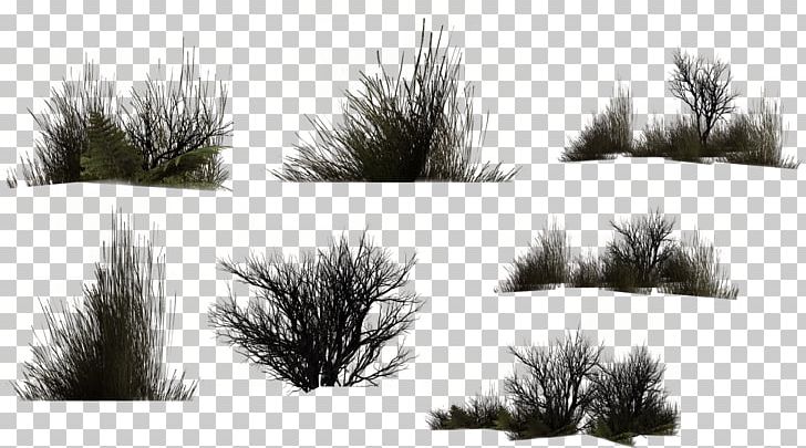 Herbaceous Plant Drawing Digital PNG, Clipart, Branch, Conifer, Digital Image, Drawing, Evergreen Free PNG Download