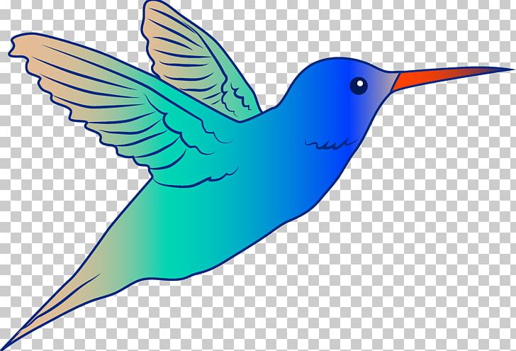 Hummingbird Drawing Free Content PNG, Clipart, Beak, Bird, Blackchinned Hummingbird, Broadtailed Hummingbird, Clipart Free PNG Download