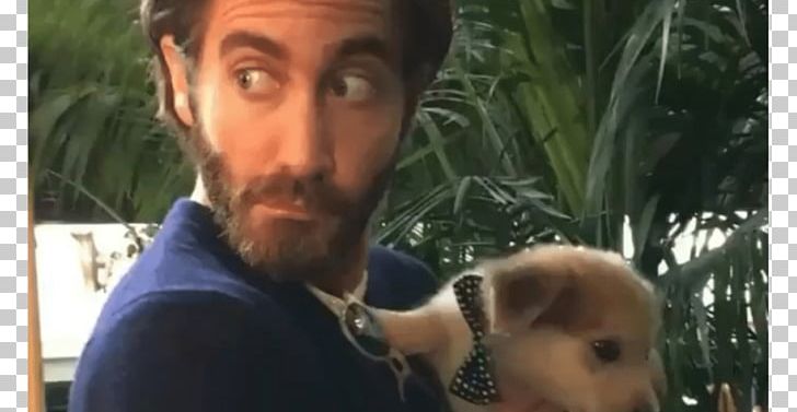 Jake Gyllenhaal 2017 Toronto International Film Festival Disobedience Dog PNG, Clipart, Bear, Big Sick, Celebrities, Disobedience, Dog Free PNG Download
