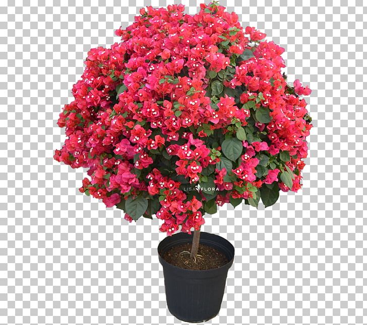 Azalea Flowerpot Houseplant Shrub .45 Super PNG, Clipart, Annual Plant, Azalea, Color, Cut Flowers, Description Free PNG Download