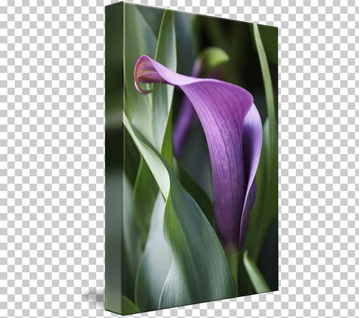 Canvas Print Arum Lilies Printing Art PNG, Clipart, Acrylic Paint, Alismatales, Art, Arum, Arum Family Free PNG Download