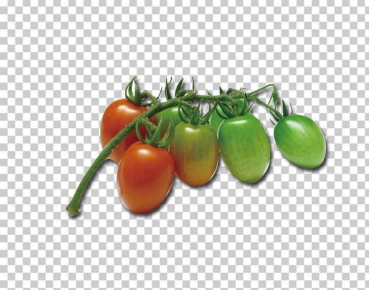 Cherry Tomato Bush Tomato Vegetable Food Fruit PNG, Clipart, Auglis, Bush Tomato, Cherry, Cherry Blossom, Cherry Blossoms Free PNG Download