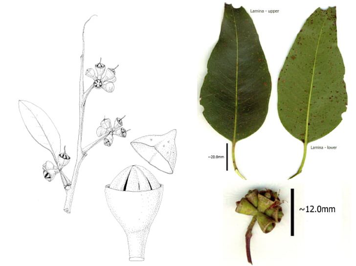 Eucalyptus Grandis Myrtaceae Insect Plant Bushfires In Australia PNG, Clipart, Animals, Branch, Bushfires In Australia, Butterflies And Moths, Eucalyptus Free PNG Download