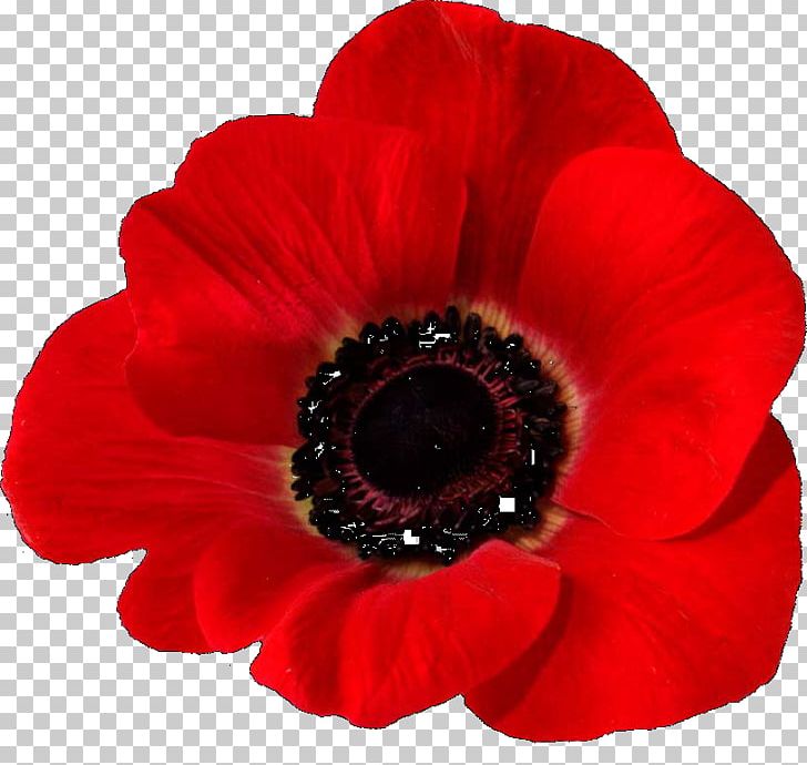 In Flanders Fields Remembrance Poppy Common Poppy Armistice Day PNG, Clipart, Anemone, Anzac Day, Armistice Day, Common Poppy, Flower Free PNG Download