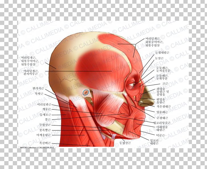 Neck Temporoparietalis Muscle Human Body Anatomy PNG, Clipart, Anatomy, Bone, Calf, Cheek, Chin Free PNG Download