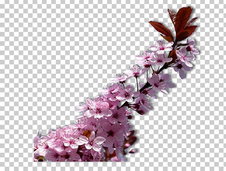 ST.AU.150 MIN.V.UNC.NR AD Blog Petal Flower Plant PNG, Clipart, Blog, Blossom, Branch, Cherry Blossom, Flower Free PNG Download