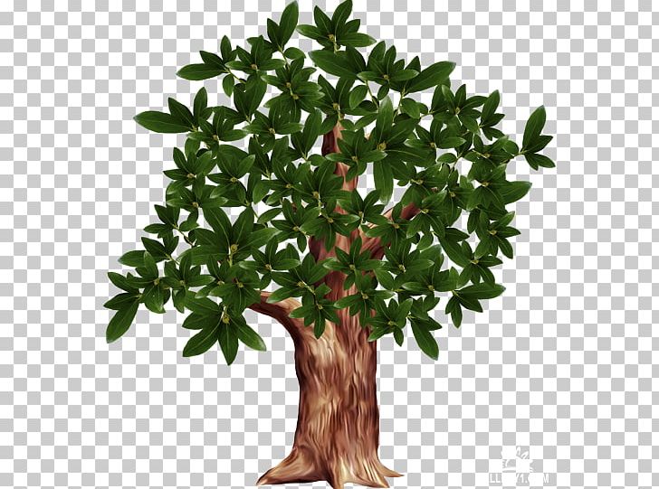 Tree Branch PNG, Clipart, Branch, Evergreen, Flowering Plant, Flowerpot, Houseplant Free PNG Download