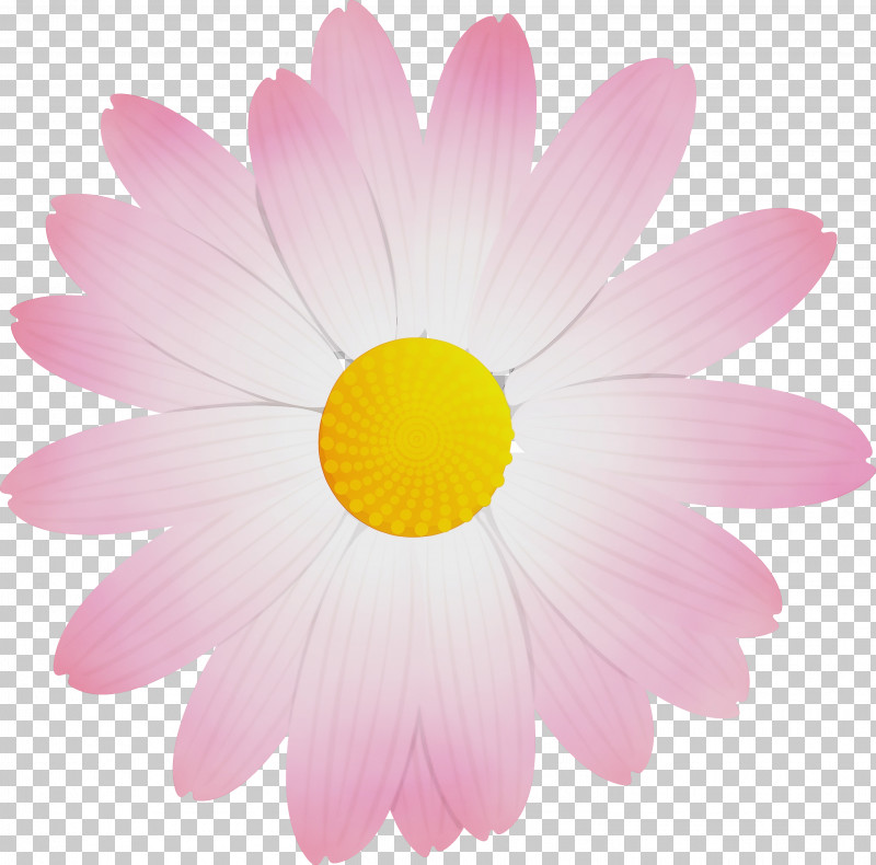 Daisy PNG, Clipart, Aster, Barberton Daisy, Camomile, Chamomile, Cosmos Free PNG Download