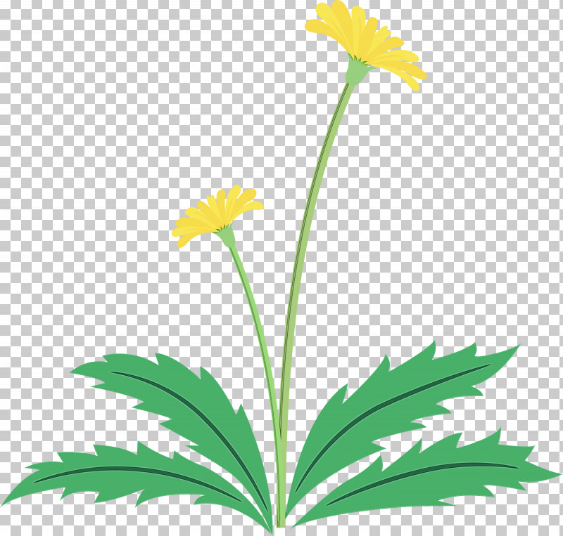 Flower Plant Yellow Chamomile Leaf PNG, Clipart, Chamomile, Daisy Family, Dandelion Flower, Easter Day Flower, English Marigold Free PNG Download