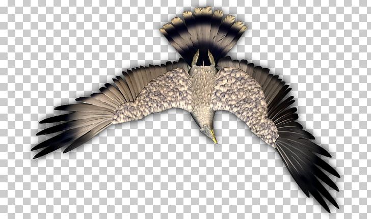 Eagle Beak Feather PNG, Clipart, Afr, African, Animals, Beak, Bird Free PNG Download
