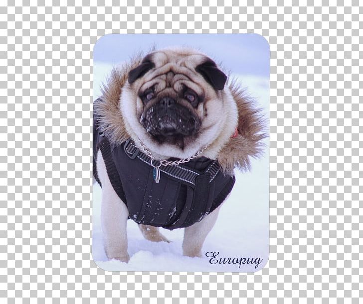 Pug IPhone 5 Puppy IPhone 6 Dog Breed PNG, Clipart, Animals, Breed, Carnivoran, Dog, Dog Breed Free PNG Download
